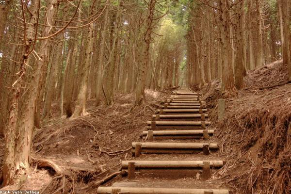 青森の杉木立に続く自然歩道