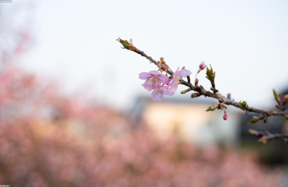 日本の春、桜の花のクローズアップ
